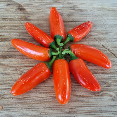 Numex Orange Spice Chilli Seeds10 Fresh Seeds from B&Q