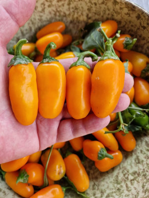 Numex Pumpkin Spice Chilli Seeds10 Fresh Seeds from B&Q