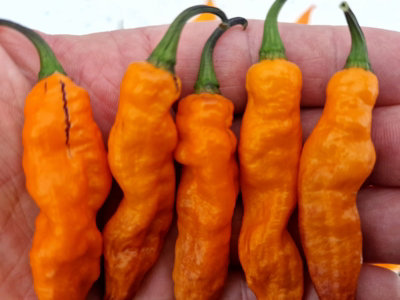 Orange Tiger Chilli Seeds10 Fresh Seeds from B&Q