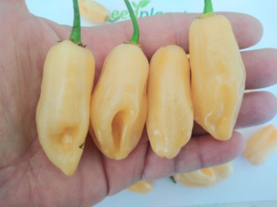 Pimenta Luna Sweet Habanero Chilli Seeds10 Fresh Seeds