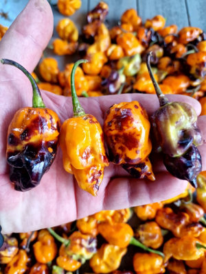 Pink Tiger X Moruga Yellow Chilli Seeds10 Fresh Seeds