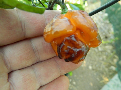 Pockmark Orange Chilli Seeds10 Fresh Seeds from B&Q