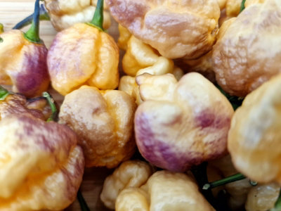 Pockmark Peach Chilli Seeds10 Fresh Seeds