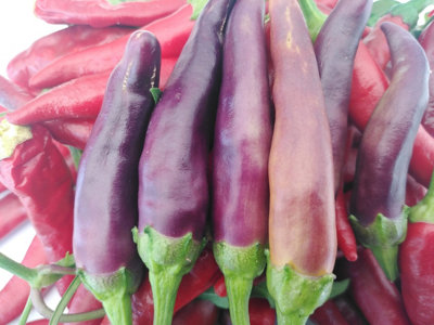 Purple Cayenne Chilli Seeds10 Fresh Seeds from B&Q
