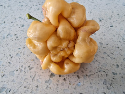 Purple Ghost Scorpion Cream Chilli Seeds10 Fresh Seeds