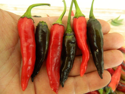Purple Naga Jolokia Chilli Seeds10 Fresh Seeds