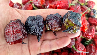 Carolina Reaper Purple Chilli Seeds10 Fresh Seeds