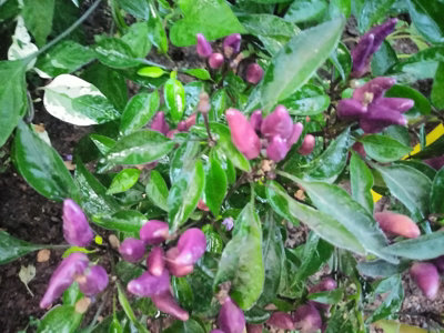 Purple Thai Chilli Seeds10 Fresh Seeds from B&Q
