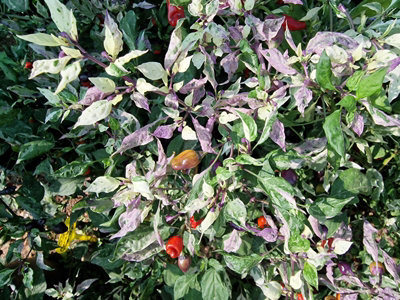 Purple Tiger Trifetti Chilli Seeds10 Fresh Seeds