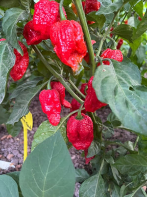 Red Bhutlah Slp Chilli Seeds10 Fresh Seeds
