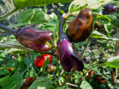 Rh Lilac Chilli Seeds10 Fresh Seeds from B&Q