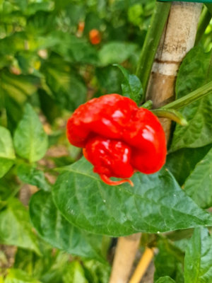 Scotch Bonnet Moa Red Chilli Seeds10 Fresh Seeds