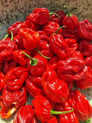 Scotch Bonnet Trinidad Red Chilli Seeds10 Fresh Seeds