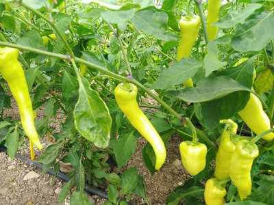  - Sweet Banana Chilli Seeds10 Fresh Seeds
