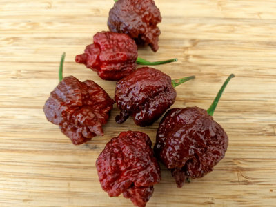 Testanera Chocolate Chilli Seeds10 Fresh Seeds