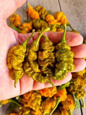 T-Rex Mustard Chilli Seeds10 Fresh Seeds