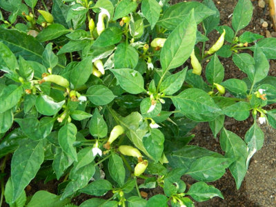Variegated Calcutta Chilli Seeds10 Fresh Seeds from B&Q