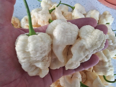 Whynot White Chilli Seeds10 Fresh Seeds
