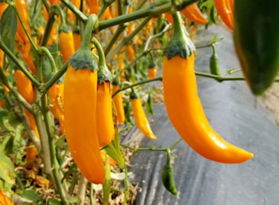 Yellow Siam Chilli Seeds10 Fresh Seeds