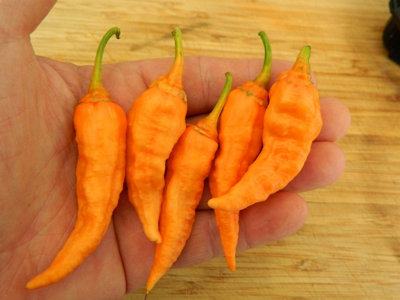 Bleeding Jigsaw Slp Chilli Seeds10 Fresh Seeds