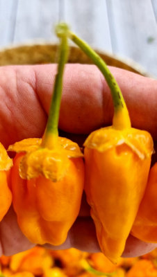 Bbg Naga Yellow Chilli Seeds10 Fresh Seeds