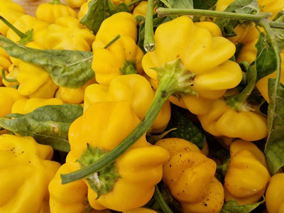 Brazilian Starfish Yellow Chilli Seeds10 Fresh Seeds