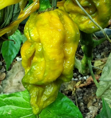 7 Pot Slimer Chilli Seeds10 Fresh Seeds