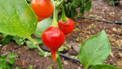 Red Biquinho Chilli Seeds10 Fresh Seeds
