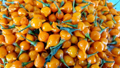 Yellow Biquinho Chilli Seeds10 Fresh Seeds