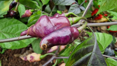 Pink Biquinho Chilli Seeds10 Fresh Seeds