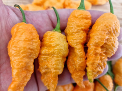 Jays Orange Ghost Scorpion Chilli Seeds10 Fresh Seeds