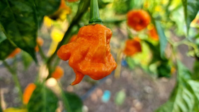 Orange Ripple Chilli Seeds10 Fresh Seeds from B&Q