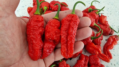 Ghostly Jalapeno Chilli Seeds10 Fresh Seeds from B&Q