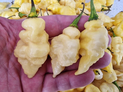 White Carbonero Chilli Seeds10 Fresh Seeds