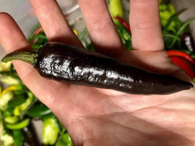 Murasaki Chilli Seeds10 Fresh Seeds from B&Q