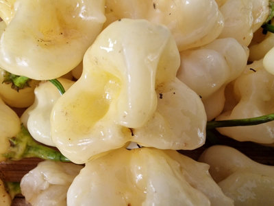Aji Fantasy Chilli Seeds10 Fresh Seeds