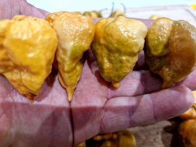 Golden Carolina Reaper Chilli Seeds10 Fresh Seeds
