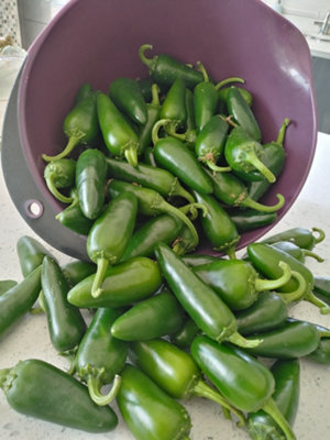 Jalapeno Chilli Seeds20 Fresh Seeds from B&Q