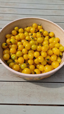 White Cherry Tomato Seeds10 Fresh Seeds from B&Q
