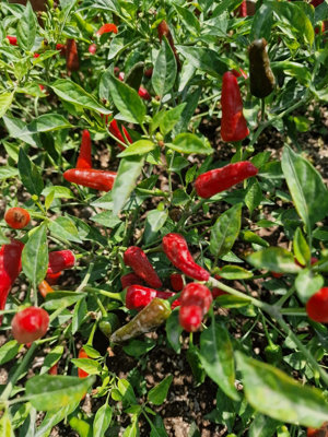 Apache F1 Chilli Seeds10 Fresh Seeds from B&Q