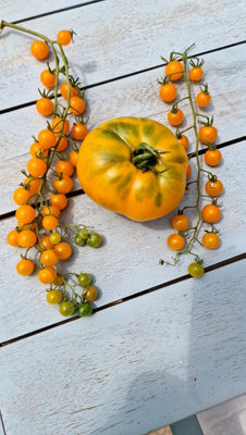  - Currant Gold Rush Tomato Seeds15 Fresh Seeds