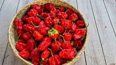 Armageddon Chilli Seeds10 Fresh Seeds from B&Q
