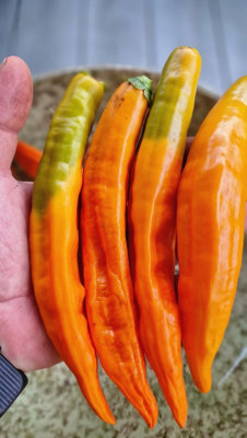 Aji Pacay Chilli Seeds10 Fresh Seeds