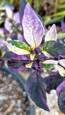 Purple Flash Chilli Seeds10 Fresh Seeds from B&Q