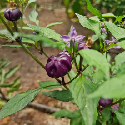 Purple Pumpkin Chilli Seeds10 Fresh Seeds from B&Q