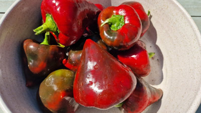  - Lesya Sweet Pepper Seeds10 Fresh Seeds