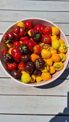  - Mini Bell Multi-Colour Sweet Pepper Seeds10 Fresh Seeds