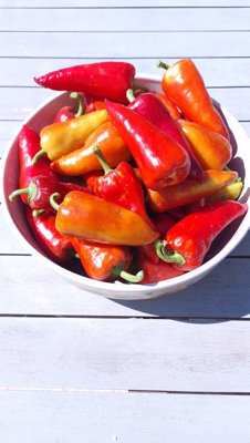  - Sakura Sweet Pepper Seeds10 Fresh Seeds