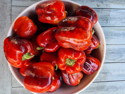  - Iko Iko Sweet Pepper Seeds10 Fresh Seeds