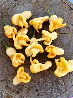 Aji Confusion Chilli Seeds10 Fresh Seeds